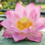 Getting Rid of Doubt by Practicing the Dhamma